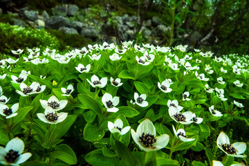 Flora of northern Scandinavia. The strict carved petal beauty of the Dwarf cornel (Cornus suecia)....