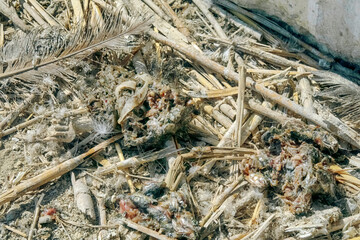 The territory of the cormorant colony. The soil is covered with bird droppings (guano). Leftover fish food (food eructation) as an attractive food object for different species of flies