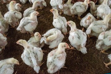 Chickens in Farm. 