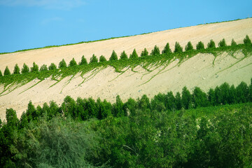 Dubai, Arab Emirates - January 15, 2023: Strengthening highway slopes with climbing vegetation and...