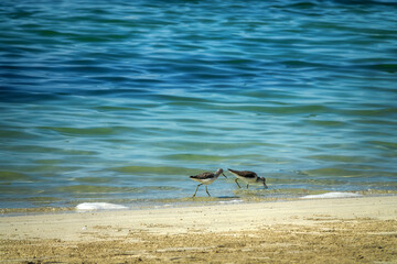 The common greenshank (Tringa nebularia) wintering on the coast of the Persian Gulf