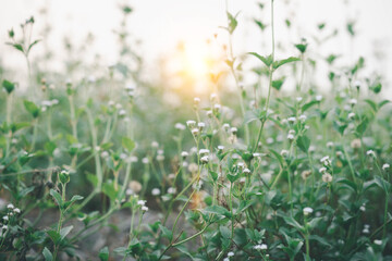 wallpaper grassy field green flowers