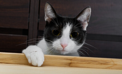Zabawny figlarny kot domowy chce ukrasc jedzenie ze stołu, duże źrenice 