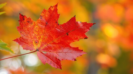 Maple Leaf Closeup with Vibrant Colours in Algonquin Provincial Park, Ontario, Canada