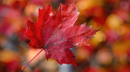 Maple Leaf. Macro Closeup of Red Maple Leaf in Algonquin Provincial Park, Ontario, Canada