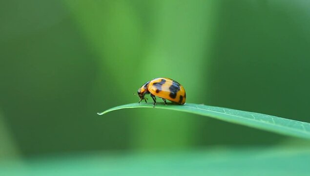 a ladybug in the wild, macro, close up, phototage, insect.