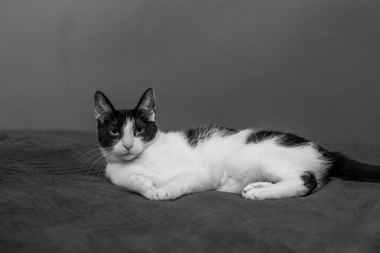 Leniwy kot leży smutny i obrażony na wlasciciela na ł&oacute;żku, czarno-bialy 