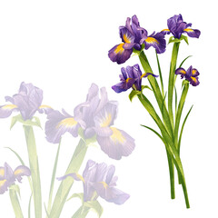 Irises, purple blossoming buds. Watercolor illustration. Wild flower with green stems. For design of spring greeting card, background, textile, packaging, label, flower shop