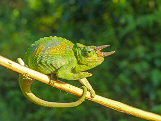 Chameleon (Trioceros) in Bwindi National Park Uganda. © Albert Schweitzer