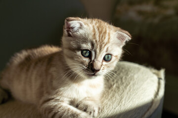 Beautiful Bengal scottish fold mix kitten looking to the side with amazement