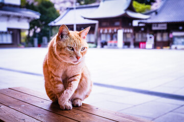 神社猫