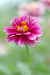 Obraz premium 美しいヒャクニチソウ