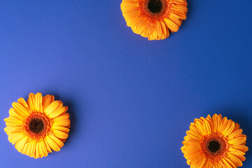 Three orange gerbera flowers on purple background. Top view, flat lay, copy space