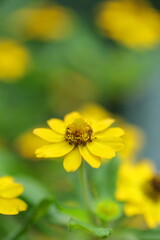 咲き乱れるメランポディウム