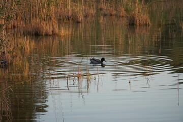 Sailing boat and nature photos of Balaton Hungary 