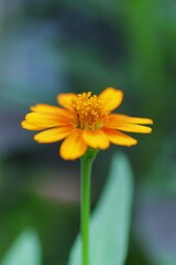 凛としたジニア