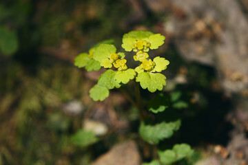 Chrysosplenium alternifolium by the Olterudelva River, Toten, Norway, in May.