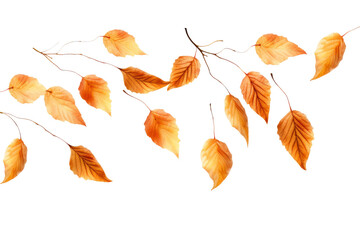 Dance of Autumn: A Symphony of Leaves on a White or Clear Surface PNG Transparent Background.