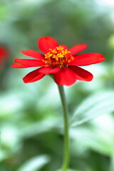 メルヘンチックなジニア