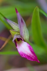 Close up photo of Serapias lingua, commonly known as tongue-orchid. Gargano, Italy, Europe. 
