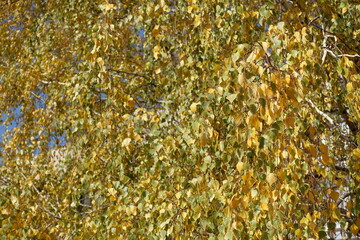 Background - yellow autumnal foliage of birch in October