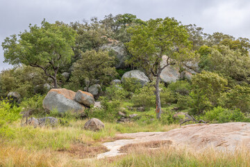A granite hill of boulders and trees and other vegetation, an outcrop of a larger igneous rock dome...