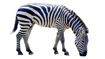 Striking Zebra Isolated on White Background. This majestic creature's black and white stripes stand out boldly. Ideal for design projects needing a powerful animal image.