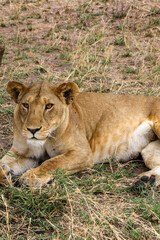 lioness in the grass