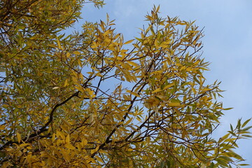 Branches of white willow against blue sky in mid October