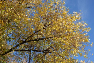 Cloudless blue sky and autumnal foliage of white willow tree in October