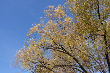 Fair blue sky and autumnal foliage of white willow tree in October