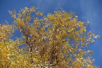 Misty blue sky and autumnal foliage of white willow in October © Anna