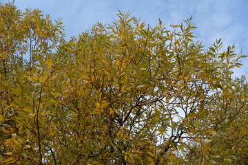 Yellow and green autumnal foliage of white willow against blue sky in mid October