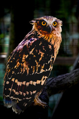 owl on a branch