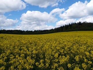 Obraz premium Field of flowers