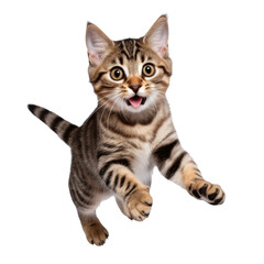 Cute tabby cat jumping on transparent background
