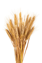 Fototapeta premium bunch of ripe golden wheat ears isolated on white background.