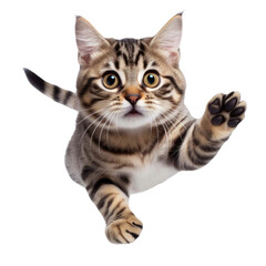 Cute tabby cat jumping on transparent background