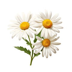 daisy on a transparent background