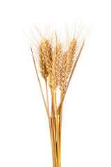 bunch of ripe golden wheat ears isolated on white background.