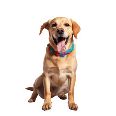 Obraz premium Dog having fun at party isolated on a transparent background