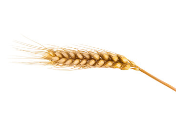 a ripe golden wheat ear isolated on white background.