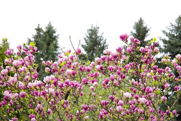 A fully bloomed pink magnolia flower on a sback garden background.