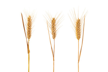 three ripe golden wheat ears isolated on white background.