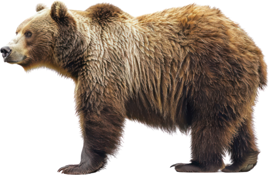 Full body shot of a white horse , Generative Ai