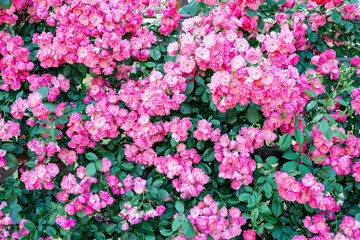 ピンクのバラの花の壁