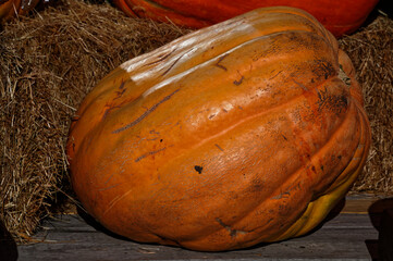 A large orange pumpkin has grooves in its skin