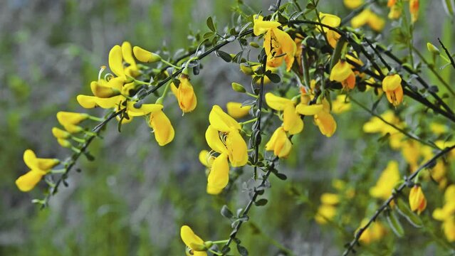 Yellow Petals of Blooming Cytisus Scoparius Flowers
