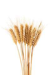 Fototapeta premium bunch of ripe golden wheat ears isolated on white background.