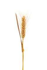 a ripe golden wheat ear isolated on white background.